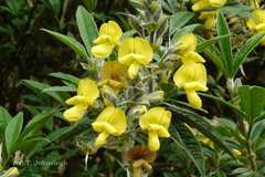 Piptanthus nepalensis